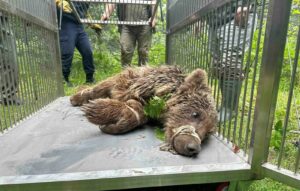 ursa-Uludağ yolunda araba çarpması sonrası yaralanıp mahsur kaldığı dere yatağından