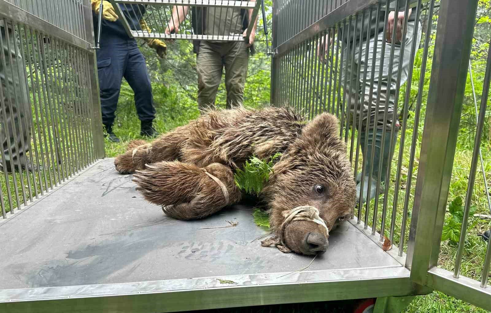 ursa-Uludağ yolunda araba çarpması sonrası yaralanıp mahsur kaldığı dere yatağından