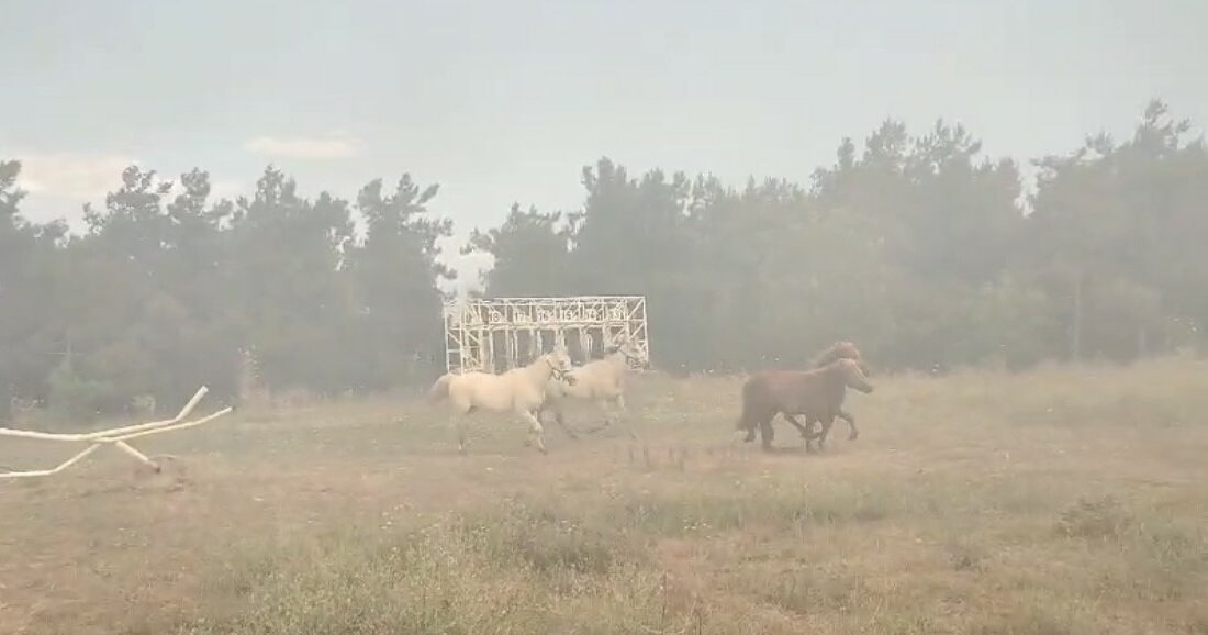 Alevler fakülteye kadar geldi, atlar tahliye edildi YANGINDA BİRÇOK HAYVAN TELEF OLURKEN, ÇİFTLİKTEKİ ATLARIN KURTARILMA GÖRÜNTÜSÜ ANBEAN