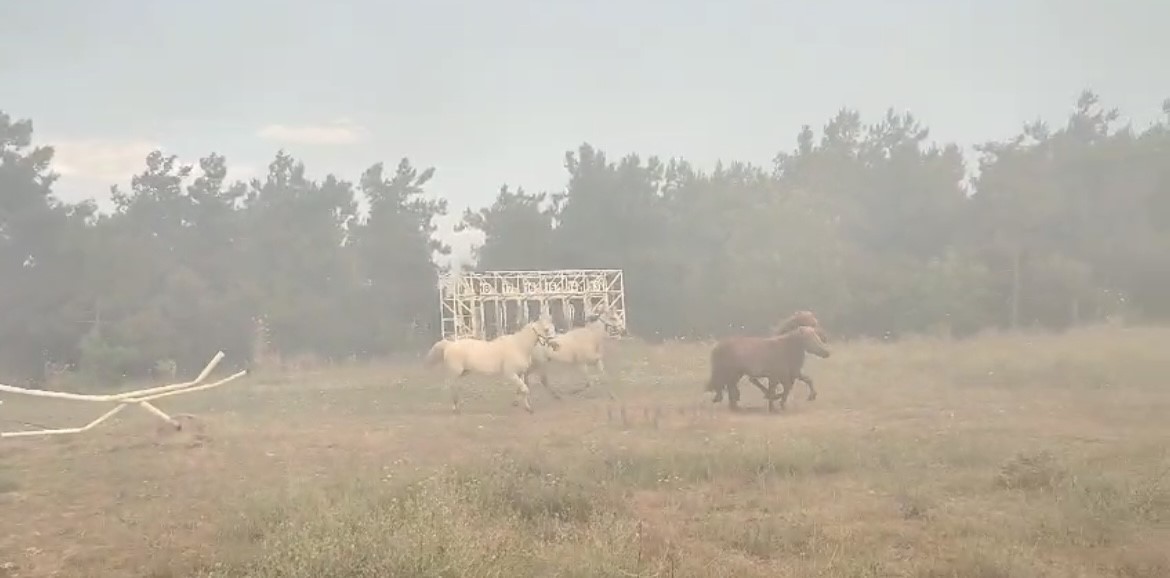 YANGINDA BİRÇOK HAYVAN TELEF OLURKEN, ÇİFTLİKTEKİ ATLARIN KURTARILMA GÖRÜNTÜSÜ ANBEAN