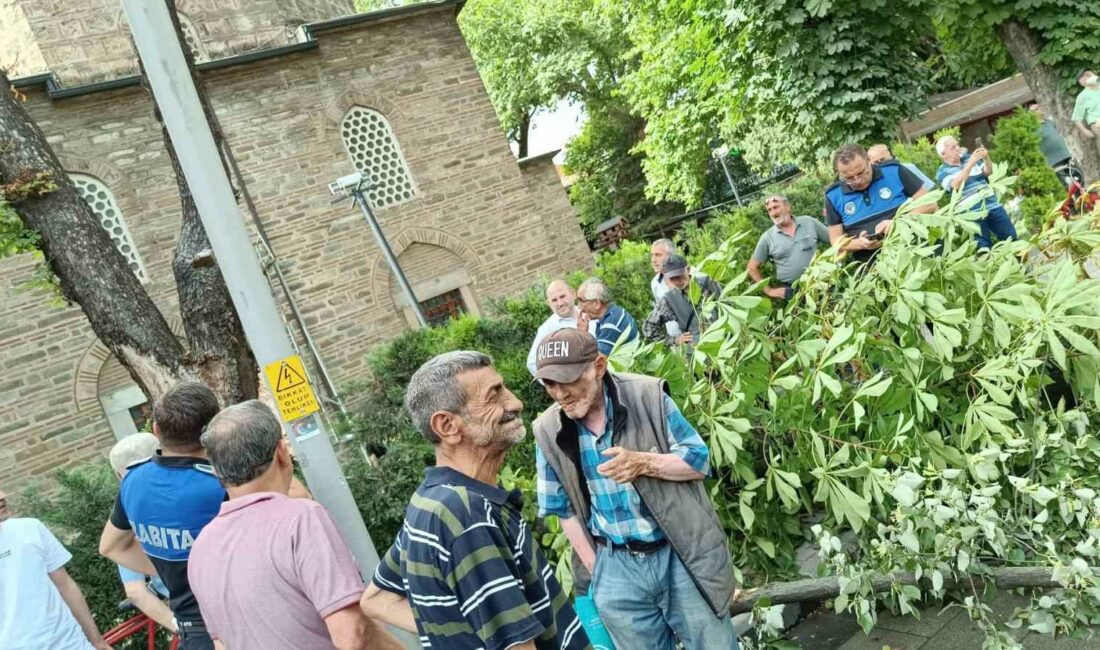 BURSA'NIN İNEGÖL İLÇESİ TARİHİ İSHAKPAŞA CAMİ YANINDAKİ AĞAÇ, LODOSA DAYANAMAYARAK
