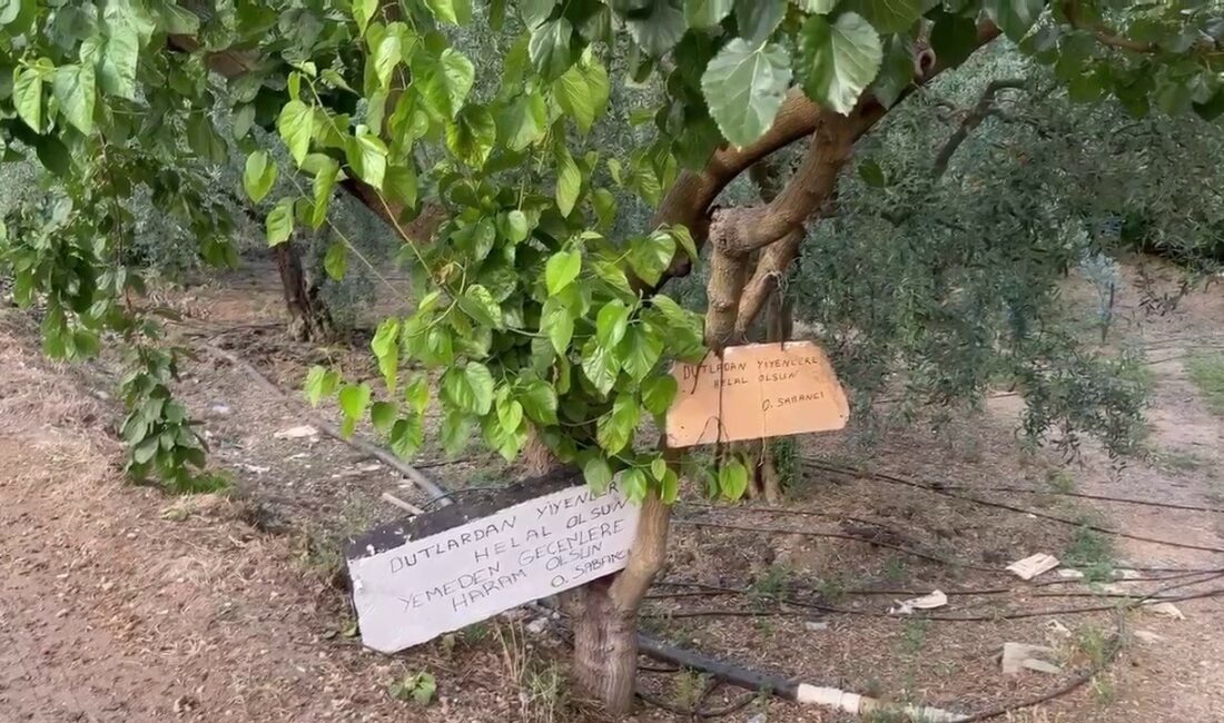 BURSA'DA ÇİFTÇİLİK YAPAN BİR VATANDAŞ, BAHÇESİNDE BULUNAN DUT AĞACININ ALTINA