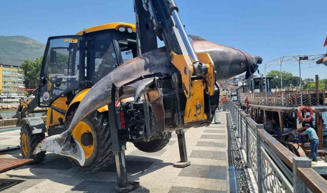 Bursa sahiline 3 metrelik ölü yunus vurdu BÜYÜKŞEHİR BELEDİYESİ PARK VE BAHÇELER DAİRESİ BAŞKANLIĞI, GEMLİK’TE YAPTIĞI DALGIÇLARLA