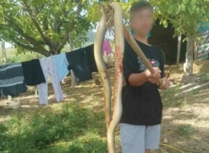 BURSA'NIN İZNİK İLÇESİNDE BİR TARLAYA GÖRÜLEN 2 METRELİK DEV YILAN