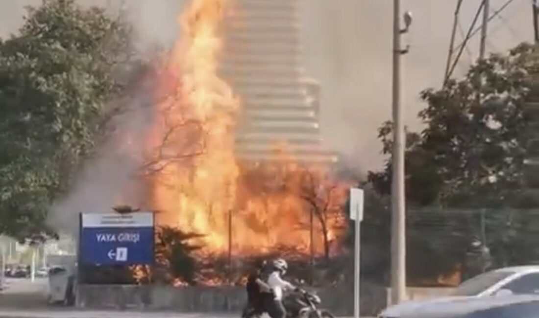 Bursa’da AVM bahçesinde yangın: Ağaçlık alan alev alev yandı BURSA’DA AVM BAHÇESİNDE YANGIN ! AĞAÇLIK ALAN ALEV ALEV YANDI