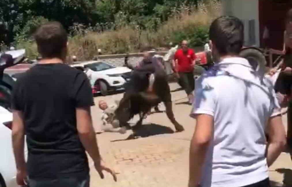 Bursa’da kaçan boğa ortalığı birbirine kattı BURSA'DA KESİM SIRASINDA SAHİPLERİNİN ELİNDEN KURTULAN BOĞA ORTALIĞI BİRBİRİNE KATTI.