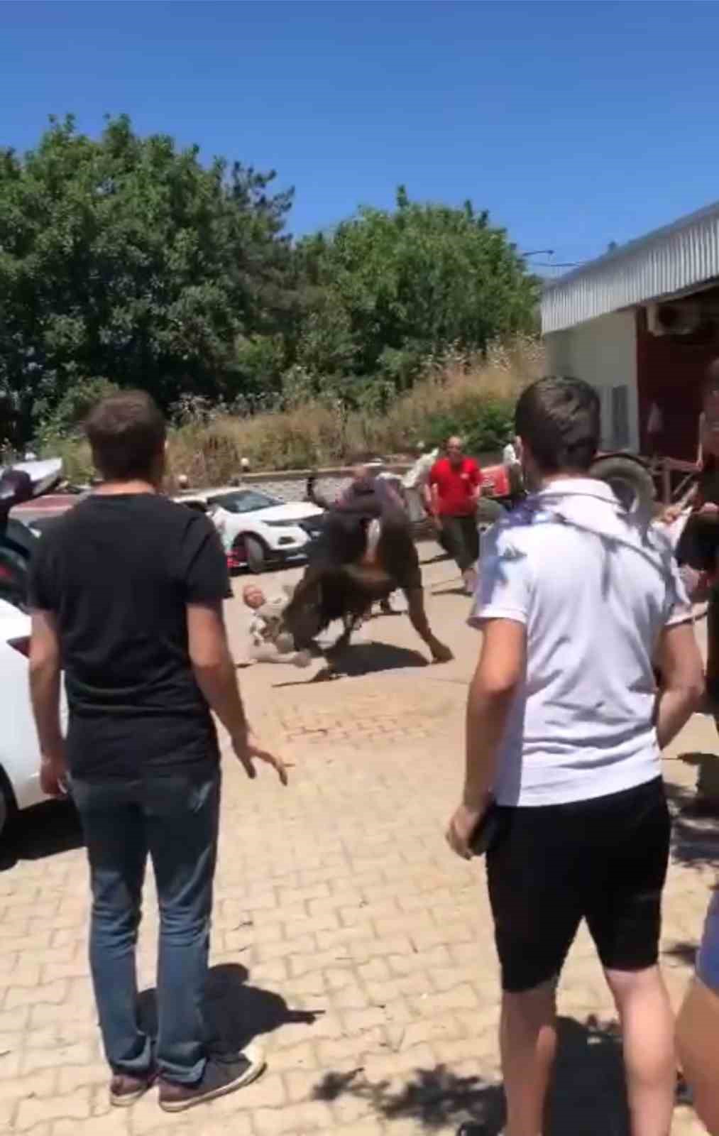 BURSA'DA KESİM SIRASINDA SAHİPLERİNİN ELİNDEN KURTULAN BOĞA ORTALIĞI BİRBİRİNE KATTI.