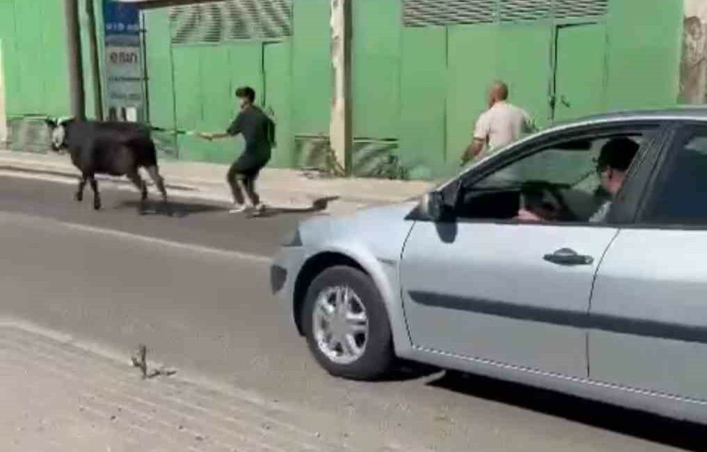 Bursa’da kaçan kurbanlıklar ortalığı birbirine kattı BURSA'DA KESİM SIRASINDA SAHİPLERİNİN ELİNDEN KURTULAN BOĞA ORTALIĞI BİRBİRİNE KATTI.