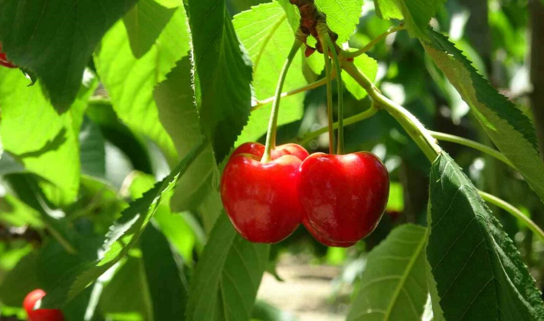 Bursa’da meşhur ‘Napolyon’ kirazında hasat sona erdi BURSA’NIN İZNİK İLÇESİNDE ÜRETİLEN ‘NAPOLYON’ CİNSİ KİRAZDA HASAT SONA ERDİ.