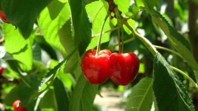 BURSA’NIN İZNİK İLÇESİNDE ÜRETİLEN ‘NAPOLYON’ CİNSİ KİRAZDA HASAT SONA ERDİ.