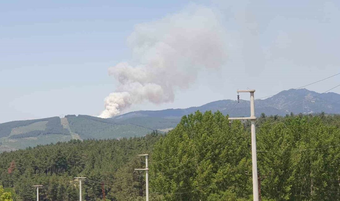 BURSA'NIN ORHANELİ İLÇESİNDE ÇAM ORMANLARINDA YANGIN ÇIKTI