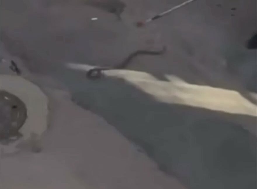 Bursa’da yılan paniği kamerada BURSA'NIN KESTEL İLÇESİNDE SICAKTAN BUNALARAK SOKAĞA ÇIKAN YILAN PANİĞE YOL