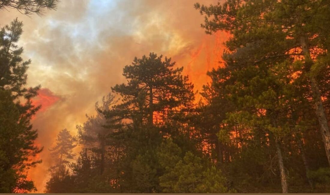 Bursa’daki orman yangınına müdahale artıyor BURSA VALİSİ MAHMUT DEMİRTAŞ, ORHANELİ İLÇESİNDEKİ ORMAN YANGININA 6 HELİKOPTER