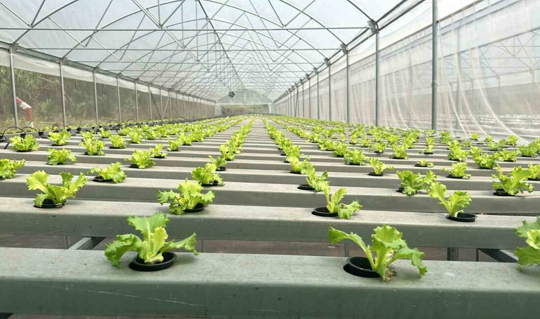 Bursa’nın sebzeleri Afrika’da yetiştiriliyor AFRİKA KITASINDA BULUNAN KONGO DEMOKRATİK CUMHURİYETİ'NDE BURSA'NIN KALİTELİ ÜRÜNLERİ ÖZEL