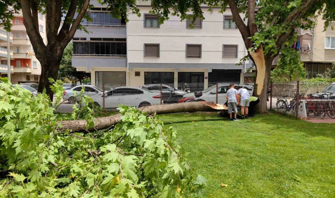 Bursa’da Cuma namazında cemaatin üzerine ağaç devrildi BURSA'NIN İNEGÖL İLÇESİNDE ŞİDDETLİ LODOSUN ETKİSİYLE KÖKÜNDEN KIRILAN AĞAÇ CAMİ