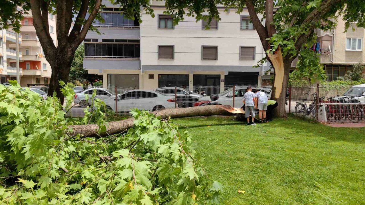 BURSA'NIN İNEGÖL İLÇESİNDE ŞİDDETLİ LODOSUN ETKİSİYLE KÖKÜNDEN KIRILAN AĞAÇ CAMİ