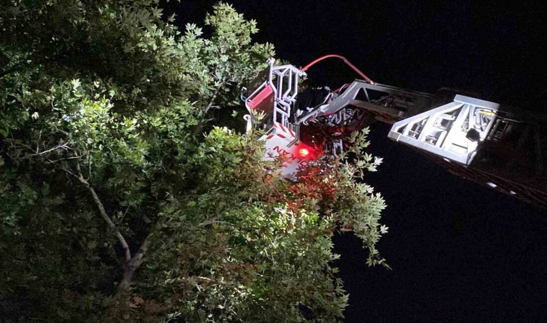 İnegöl’de itfaiyenin ilginç keser operasyonu İNEGÖL'DE KESER OPERASYONU