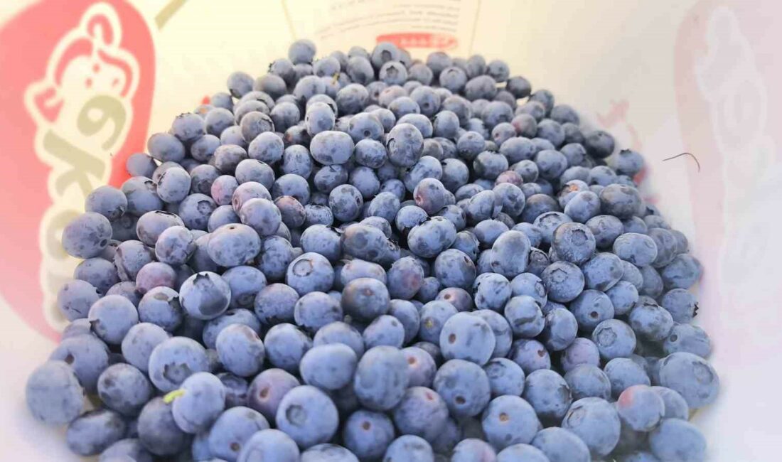 İnegöl’den 5 ülkeye yaban mersini ihracatı BURSA'NIN İNEGÖL İLÇESİNDE BİN 200 RAKIMDA YETİŞEN YABAN MERSİNİ HASADI