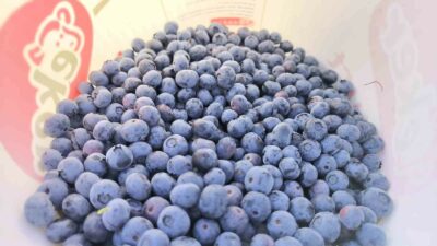 BURSA'NIN İNEGÖL İLÇESİNDE BİN 200 RAKIMDA YETİŞEN YABAN MERSİNİ HASADI