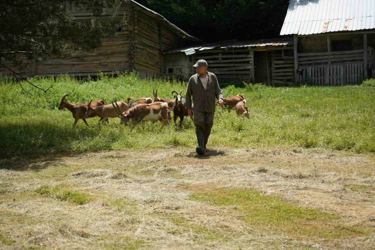 BURSA’DA KEÇİ YETİŞTİRİCİLİĞİ YAPAN EMEKLİ VETERİNER AHMET BÜLENT ÜÇOK, BESİ