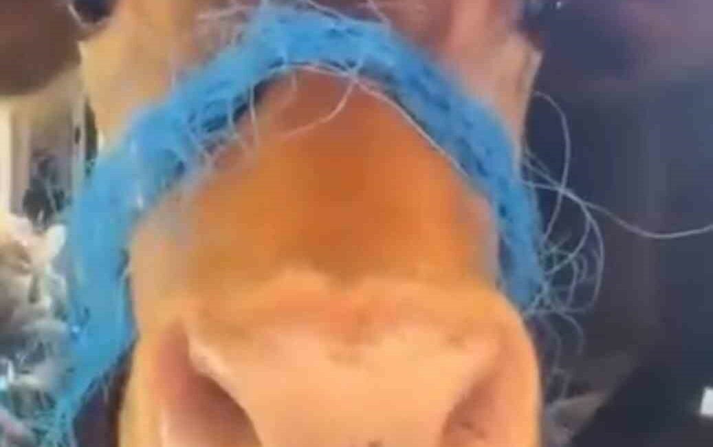 Kurbanlık danayı arka koltukta getirdi BURSA’DA BİR VATANDAŞ TİCARİ ARACIN ARKA TARAFINA BİLDİRDİĞİ KURBANLIK DANA