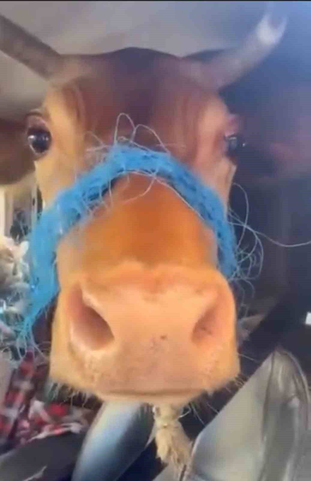 BURSA’DA BİR VATANDAŞ TİCARİ ARACIN ARKA TARAFINA BİLDİRDİĞİ KURBANLIK DANA