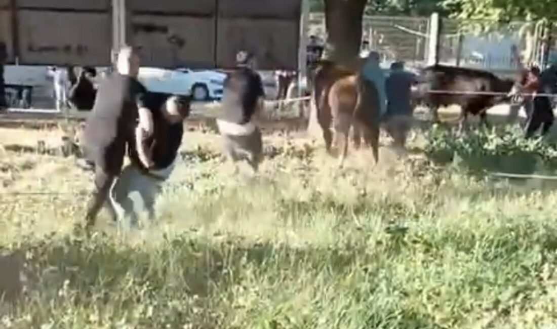 KURBANLIK DANAYI ZAPT ETMEYE ÇALIŞTILAR