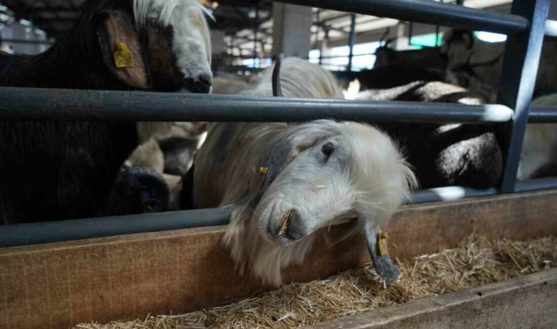 KURBAN BAYRAMI'NA SAYILI GÜNLER KALA BURSA'DA KURULAN KURBAN PAZARINDA KURBANLIKLAR
