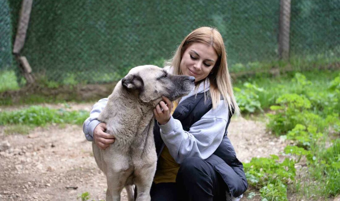 Osmangazi’den hem toplumu hem de hayvanları koruyan çalışma OSMANGAZİ BELEDİYESİ, SON DÖNEMDE YOĞUN TARTIŞMALARA NEDEN OLAN HAYVANLARI KORUMA