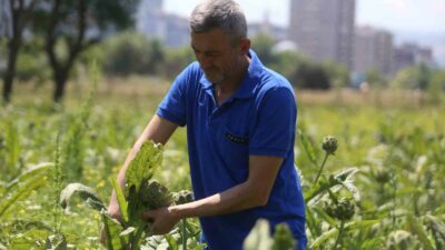 BURSA’NIN NİLÜFER İLÇESİNE BAĞLI HASANAĞA’DA YETİŞEN COĞRAFİ TESCİLLİ ENGİNARDA REKOLTE