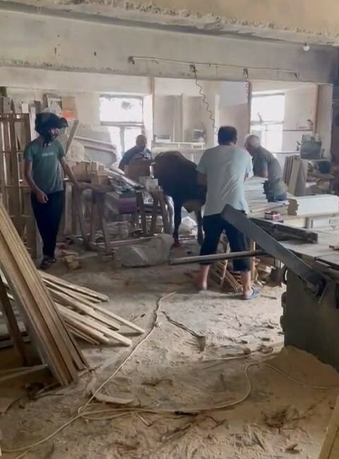 Bursa’da sahibiden kaçan kurbanlık sanayiyi birbirine kattı İNEGÖL İLÇESİNDE SAHİBİNİN ELİNDEN KAÇAN KURBANLIK İNEK, MOBİLYA SANAYİNİ BİRBİRİNE