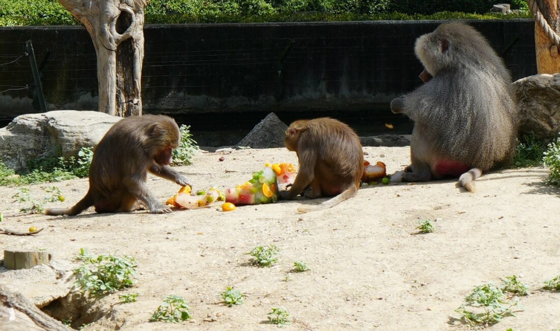 BURSA BÜYÜKŞEHİR BELEDİYESİ HAYVANAT BAHÇESİ’NDE HAYVANLAR, 35 DERECEYİ BULAN SICAKLARINDA