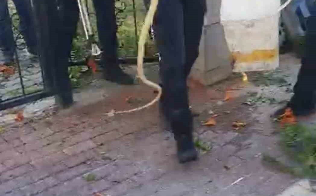 SİTENİN BAHÇE KAPISINA DOLANAN YILAN İTFAİYE EKİPLERİNE TER DÖKTÜRDÜ