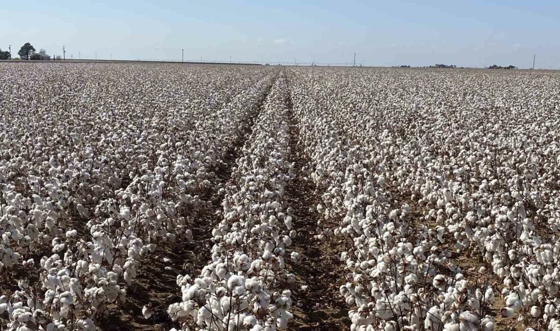 MAY TOHUM’UN TÜRKİYE’DE GELİŞTİRDİĞİ VE ÜRETTİĞİ 'MAY558' İSİMLİ PAMUK ÇEŞİDİ,