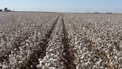 MAY TOHUM’UN TÜRKİYE’DE GELİŞTİRDİĞİ VE ÜRETTİĞİ 'MAY558' İSİMLİ PAMUK ÇEŞİDİ,