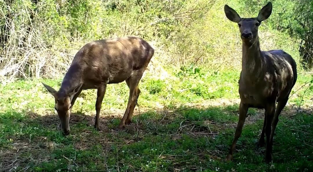 ULUDAĞ'IN ÇEŞİTLİ BÖLGELERİNE KURULAN FOTOKAPANLARA TAKILAN GEYİK, AYI, TİLKİ VE