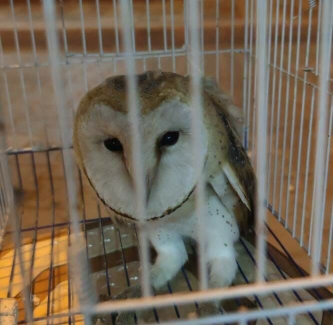 BURSA'NIN KARACABEY İLÇESİNDE YARALI HALDE BULUNAN KANADI KIRIK BAYKUŞ BELEDİYENİN