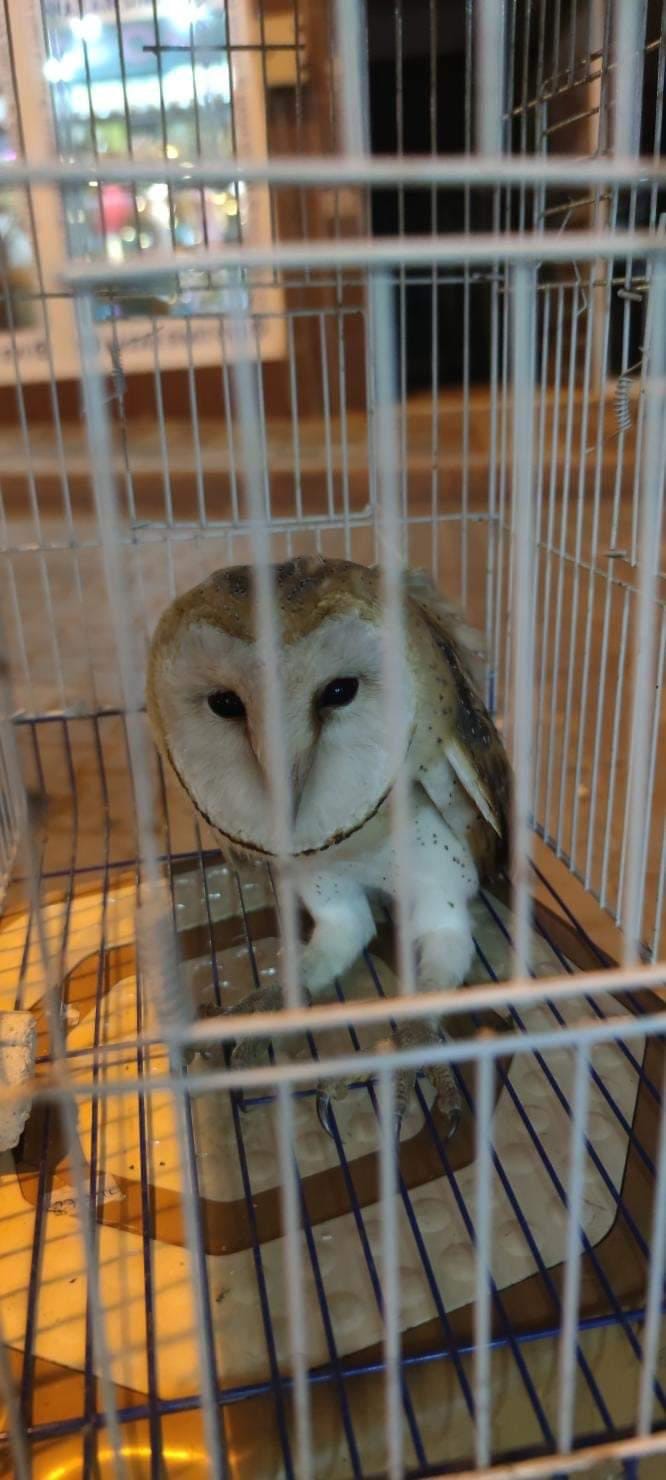 BURSA'NIN KARACABEY İLÇESİNDE YARALI HALDE BULUNAN KANADI KIRIK BAYKUŞ BELEDİYENİN