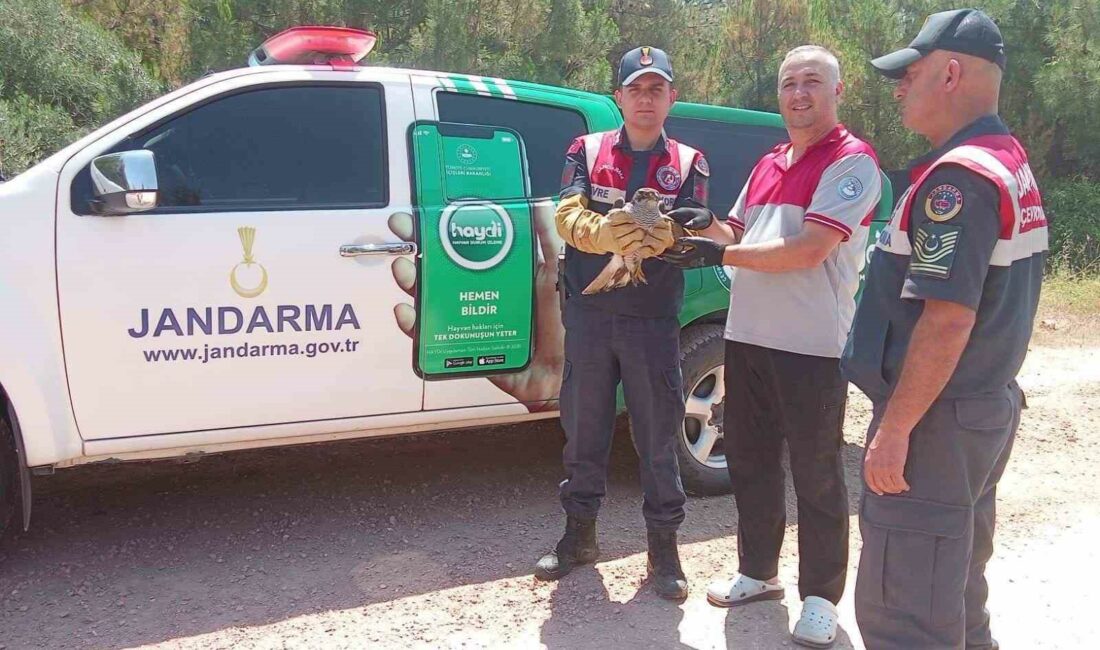 BURSA'DA YARALANARAK UÇAMAYAN PEÇELİ BAYKUŞA JANDARMA TİMLERİ DEVRİYE SIRASINDA BULDU.