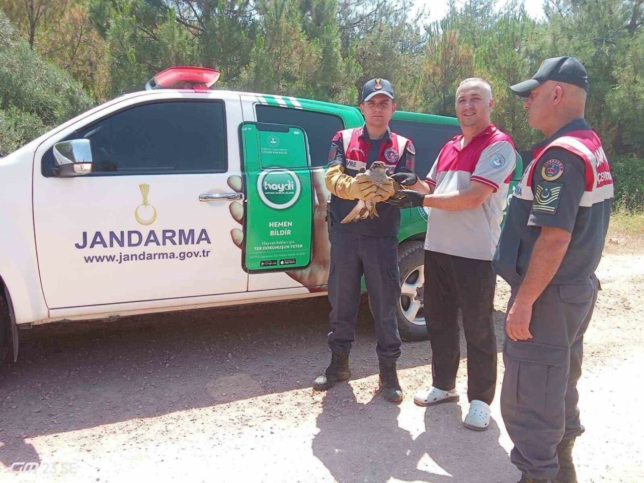 BURSA'DA YARALANARAK UÇAMAYAN PEÇELİ BAYKUŞA JANDARMA TİMLERİ DEVRİYE SIRASINDA BULDU.