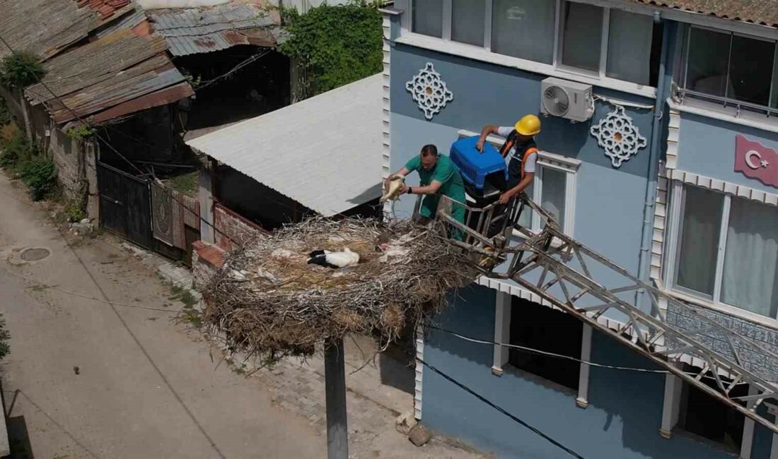 Yaren leyleğin yavrusu tedavisinin ardından ailesine kavuştu TÜRKİYE'NİN YANI SIRA FARKLI ÜLKELERDE DE 13 YILDIR KONUŞULAN ADEM