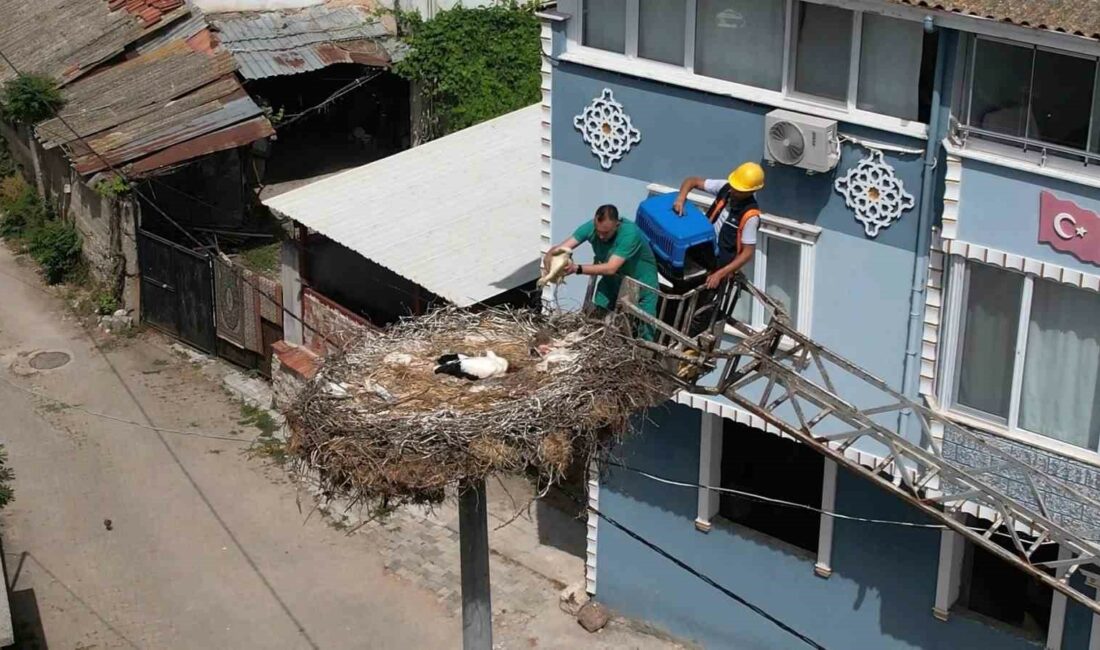 YAREN LEYLEĞİN 10 GÜN ÖNCE HASTALANAN YAVRUSU TEDAVİ EDİLEREK YUVASINA