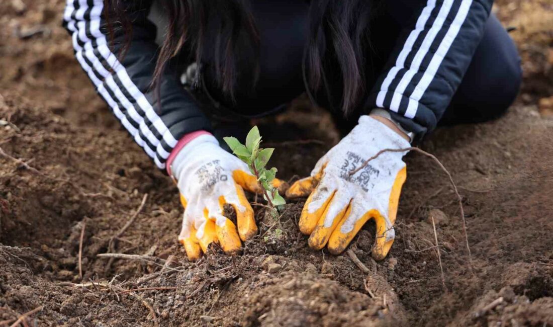 Yeşil Dönüşüm Ormanları Projesi, 80 bin metrekare yeşil alan oluşturdu ULUDAĞ ELEKTRİK, ÇEVRESEL SÜRDÜRÜLEBİLİRLİK VE TOPLUMSAL SORUMLULUK BİLİNCİYLE HAREKET EDEREK,