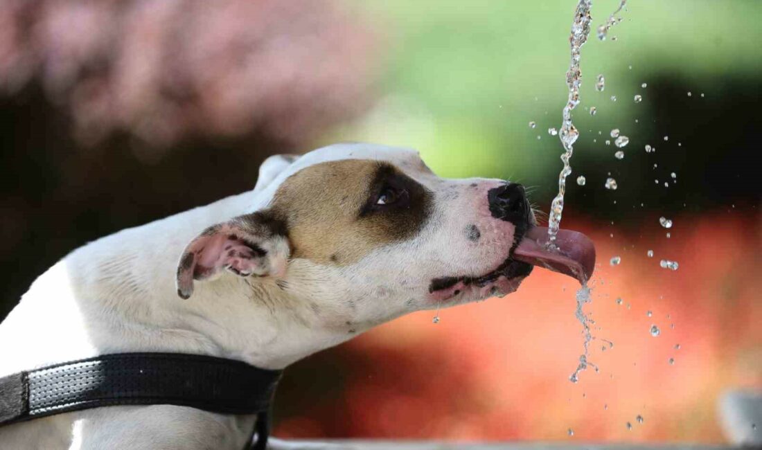 Sıcak hava Bursa’yı kavuracak SICAK HAVA 4 GÜN BOYUNCA ETKİLİ OLACAK