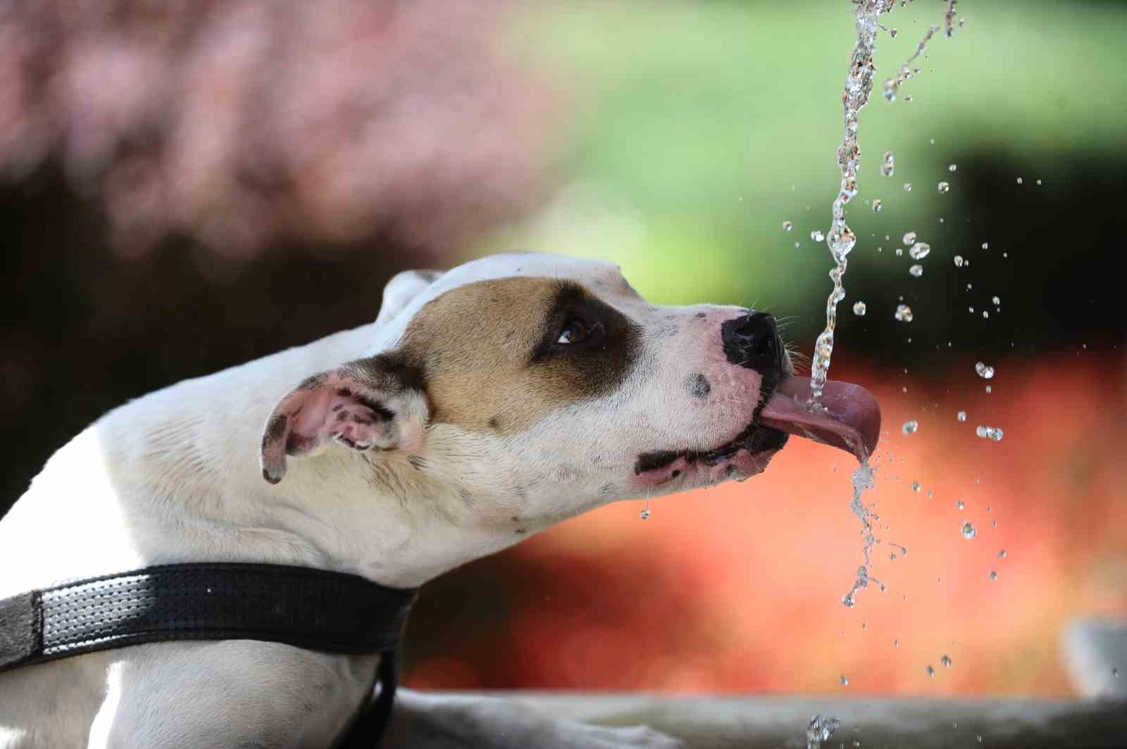 SICAK HAVA 4 GÜN BOYUNCA ETKİLİ OLACAK