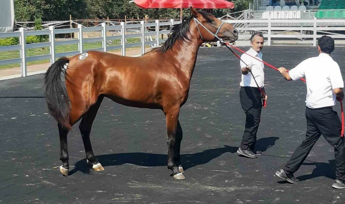 KARACABEY HARASI'NDA 64 TAYIN SATIŞINDAN 26 MİLYON 640 BİN LİRA