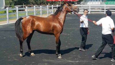 KARACABEY HARASI'NDA 64 TAYIN SATIŞINDAN 26 MİLYON 640 BİN LİRA