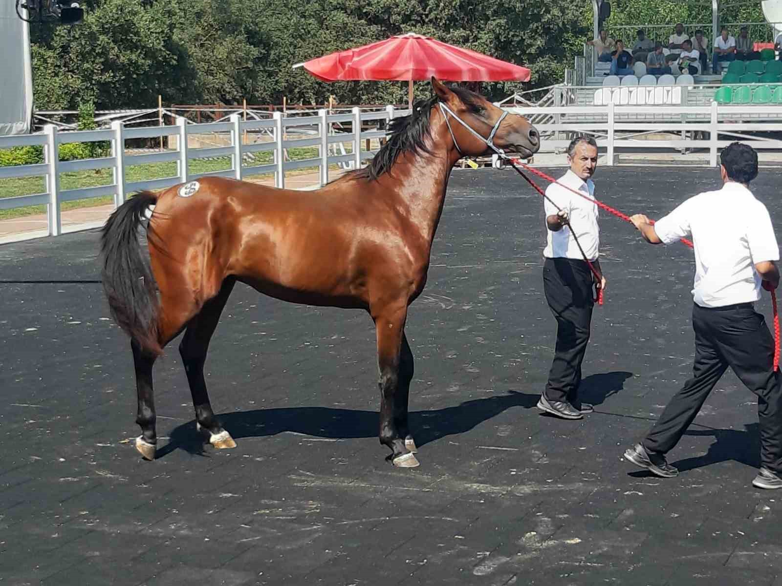 KARACABEY HARASI'NDA 64 TAYIN SATIŞINDAN 26 MİLYON 640 BİN LİRA