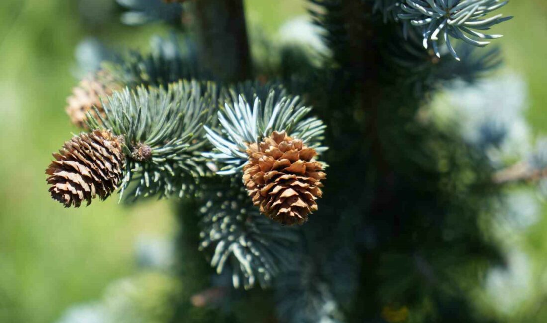 BURSA’DA BİN 300 RAKIMDA MAVİ LADİN BAHÇESİ KURAN ÇİFTÇİ MEHMET