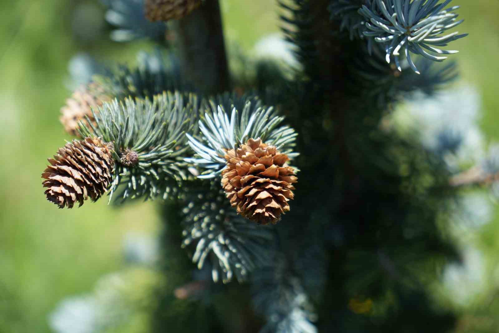 BURSA’DA BİN 300 RAKIMDA MAVİ LADİN BAHÇESİ KURAN ÇİFTÇİ MEHMET